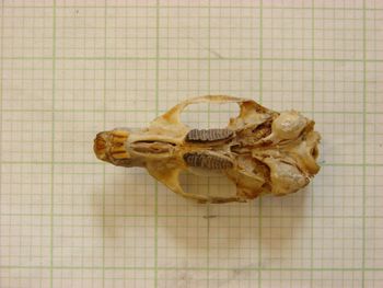 Media type: image;   Mammalogy 26346